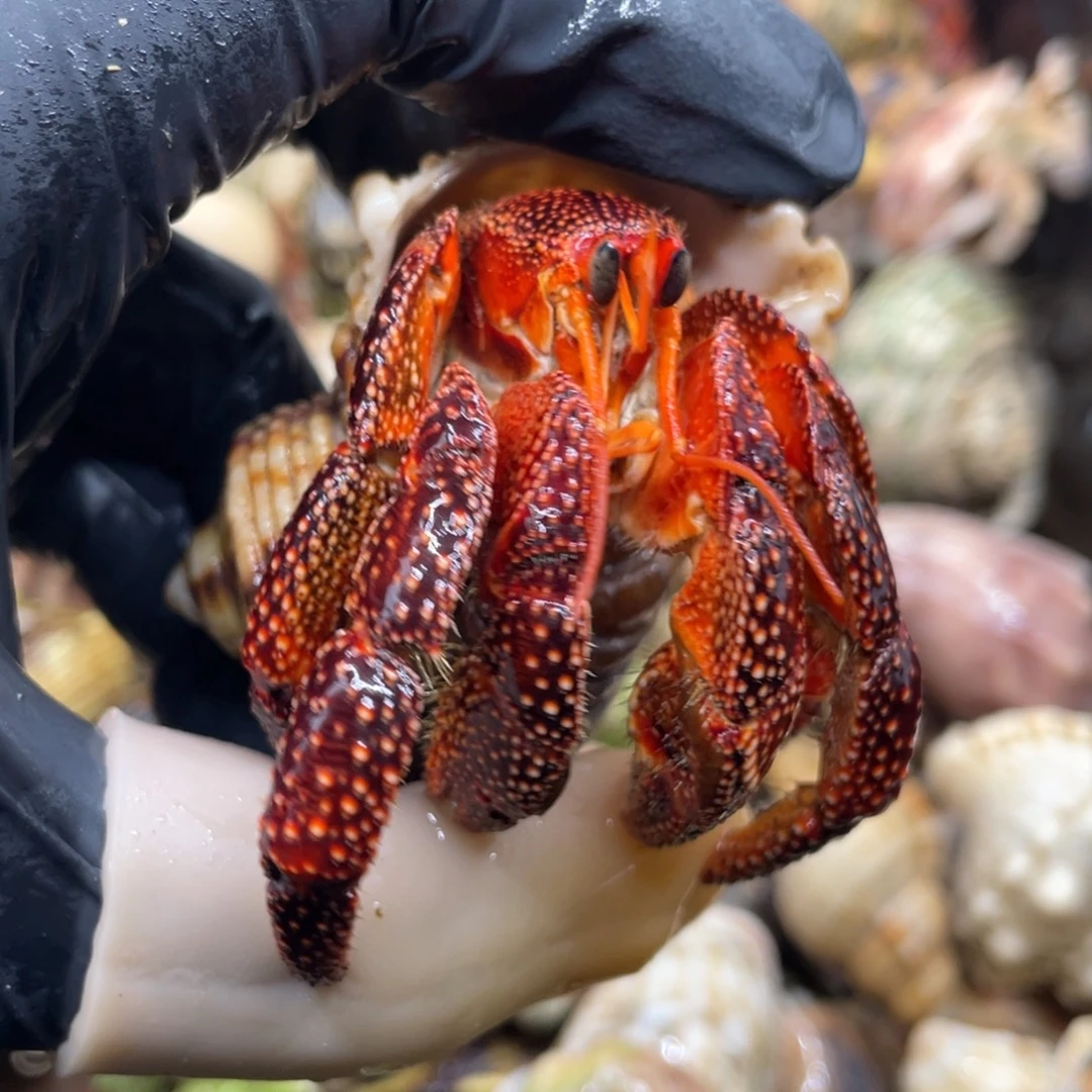 不退不换活体宠物169