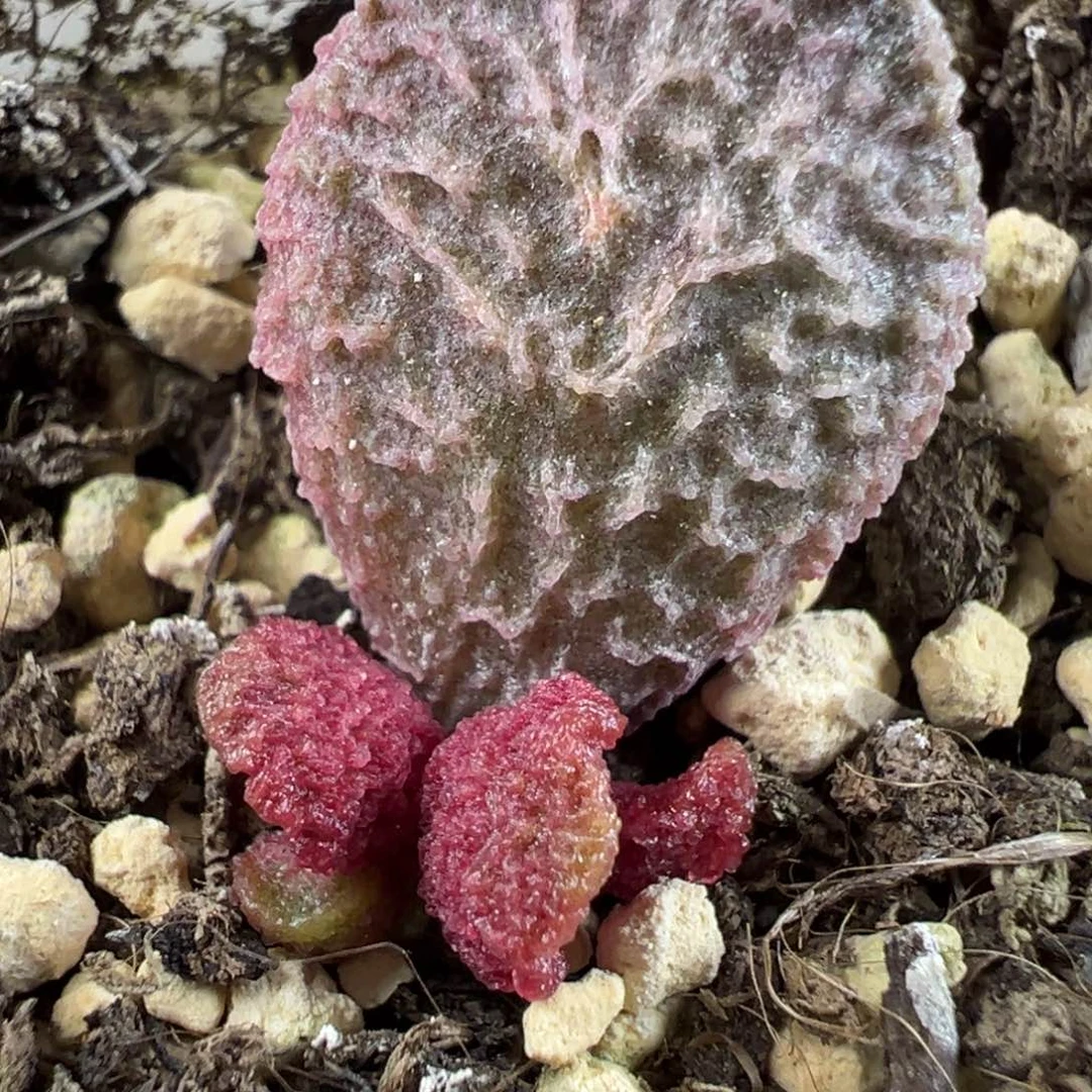 大鱼海棠水泡多肉植物