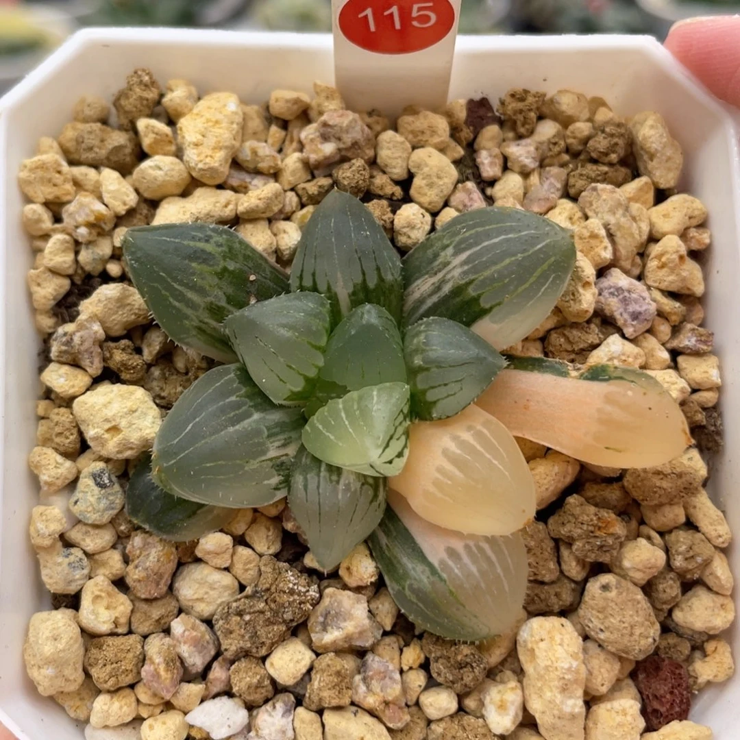 小蔡的菜园115糯玉露锦 脱土发货