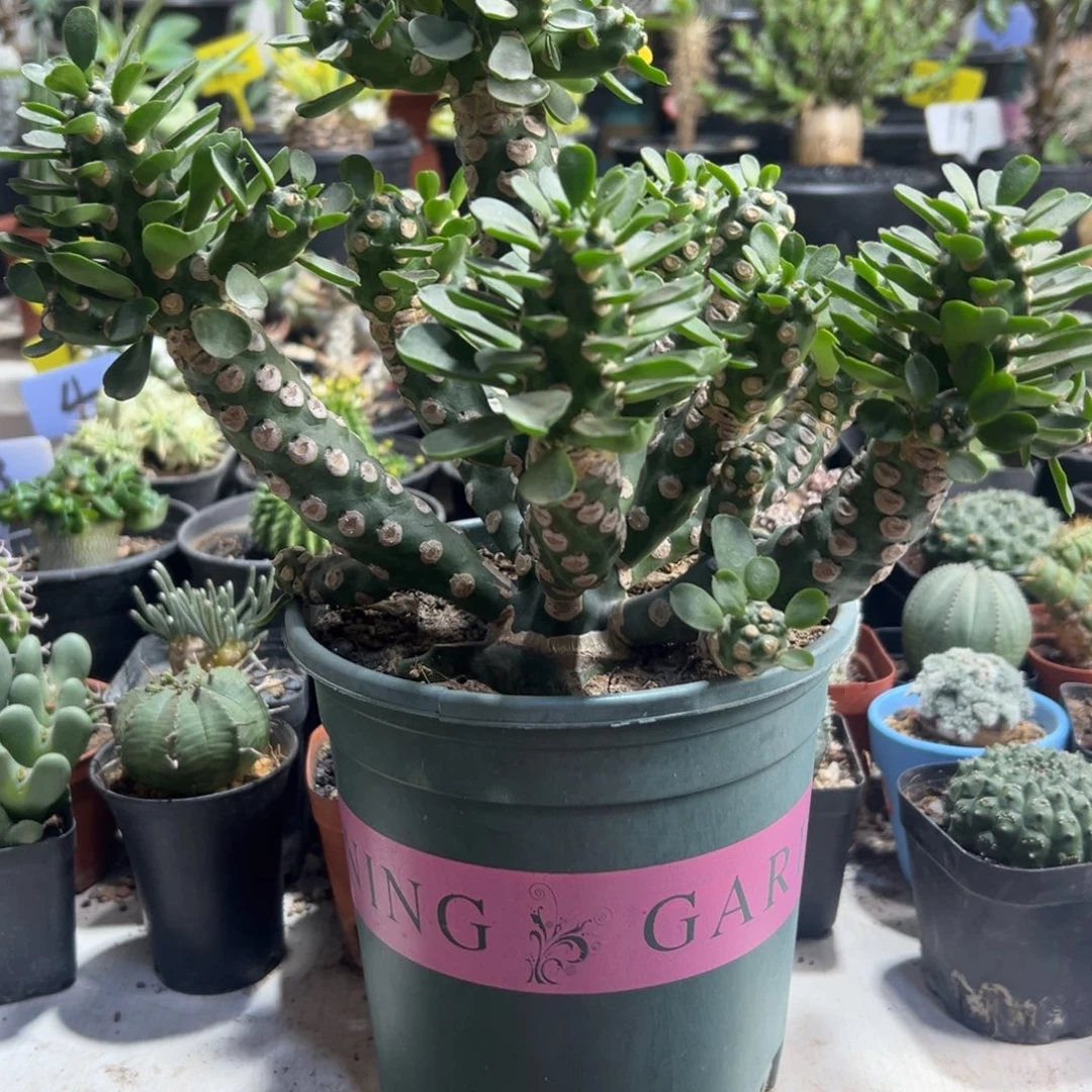 无刺霸王鞭带盆11111111