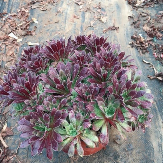 白***胖火凤凰法师多肉植物6