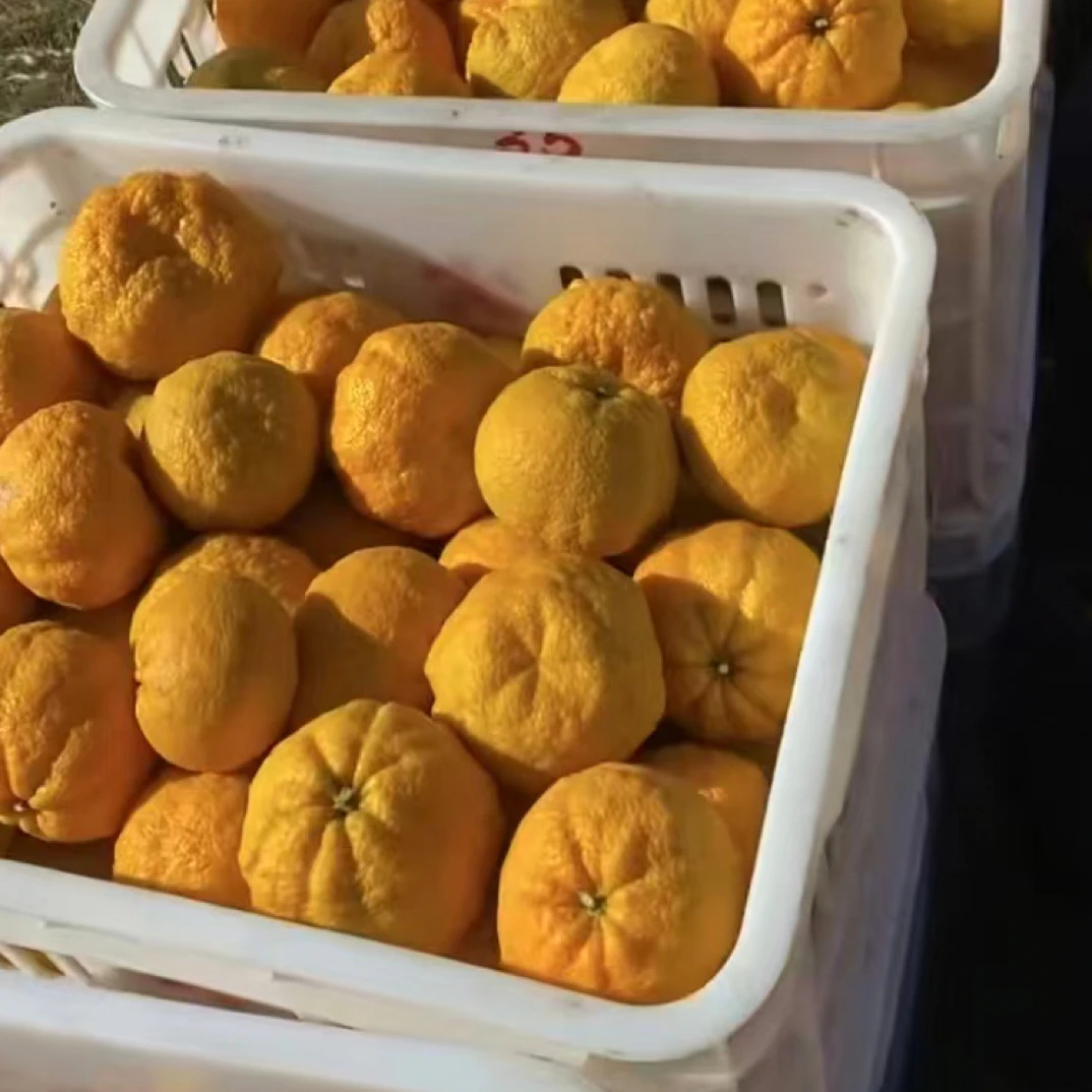 不上火丑橘皱皮柑顺丰包邮～安化柘溪库区农家自产自销新鲜水果