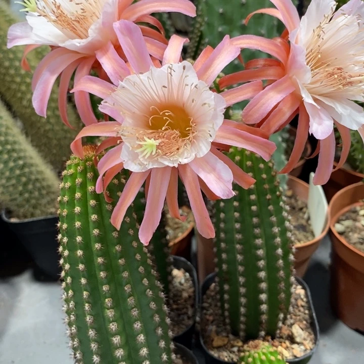 进口金妞金1侧芽一个