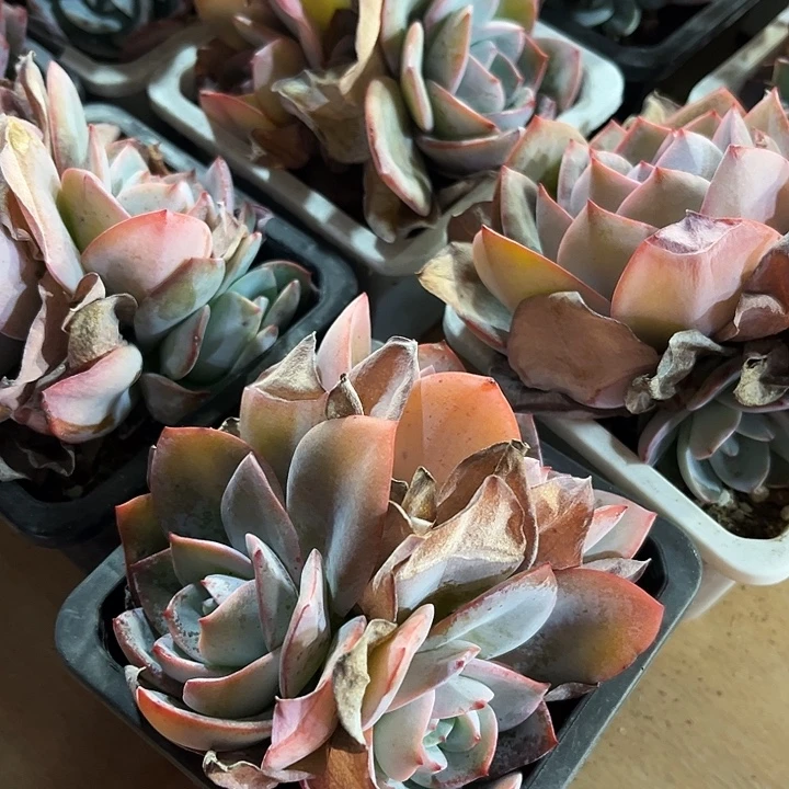 跨年福利2盆布鲁蓝群多肉植物