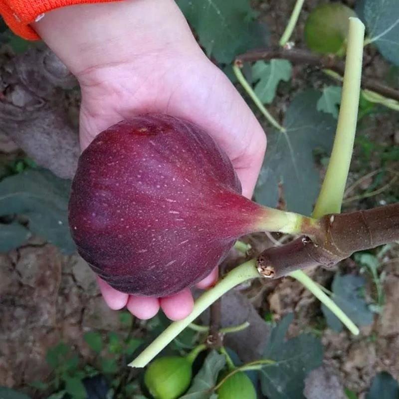 无花果树苗一物一拍波姬红巴劳耐青皮布兰瑞克盆地栽南北方种植
