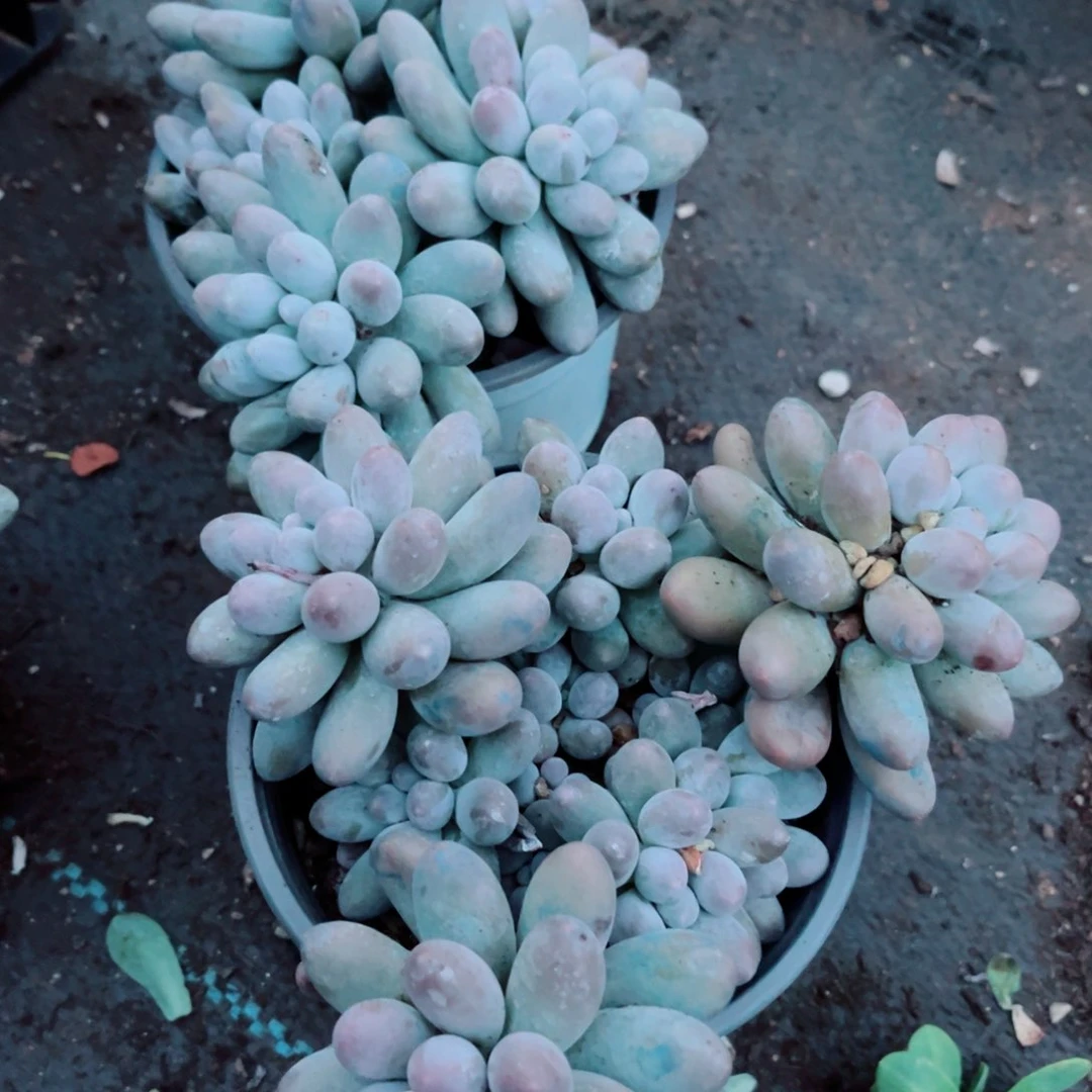 汤圆多肉植物精品