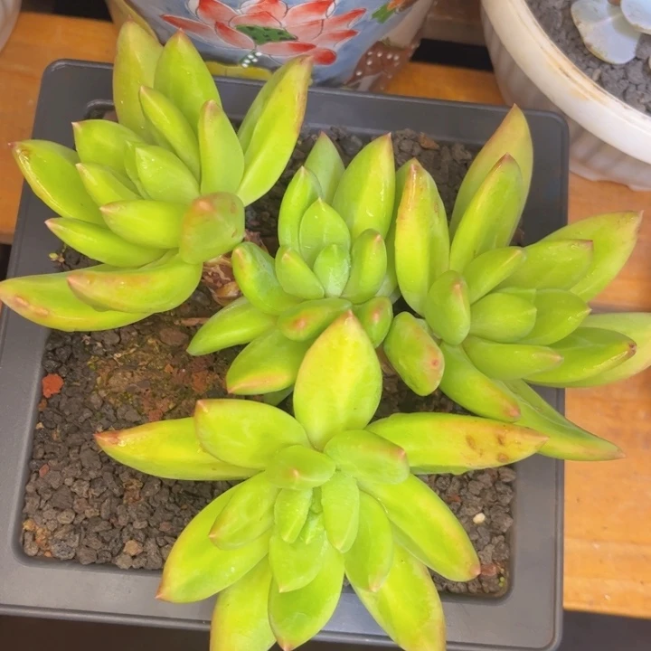 一物一拍，海洋之歌。