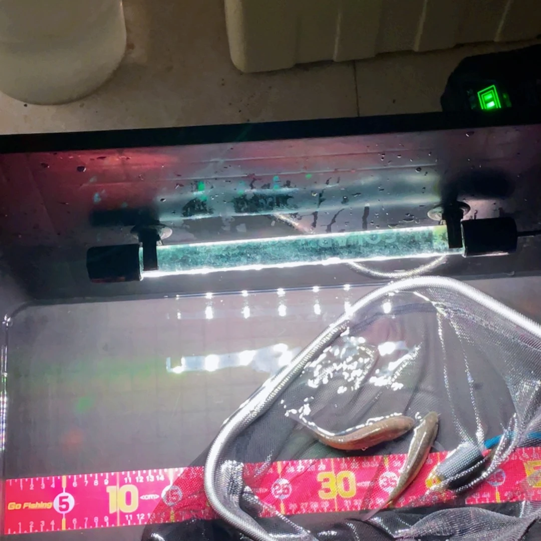 海水鱼洪崩河异口蓝吉罗