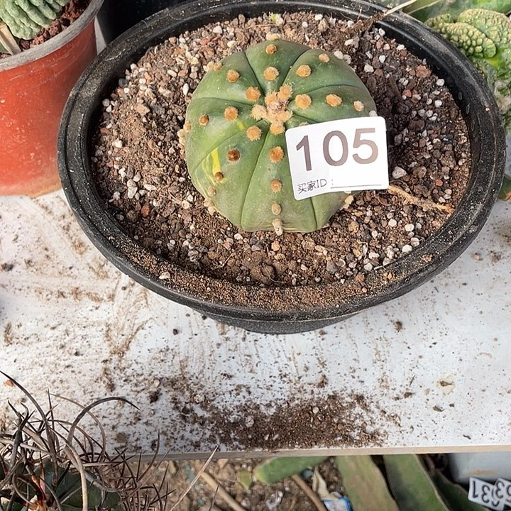 兜进仙人球105号一颗