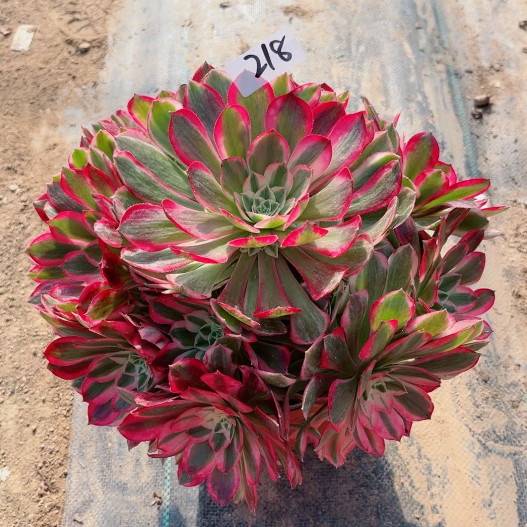 218孔雀翎多肉植物