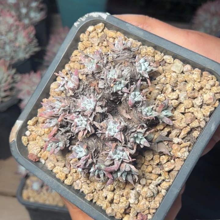 864白姆哈哈哈哈哈哈哈