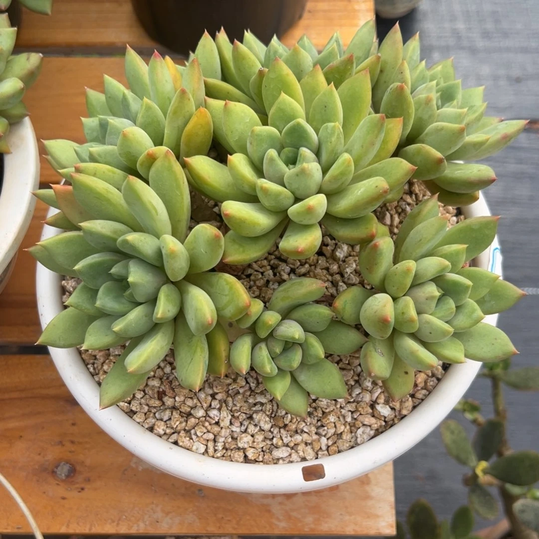 多肉植物多头红象牙