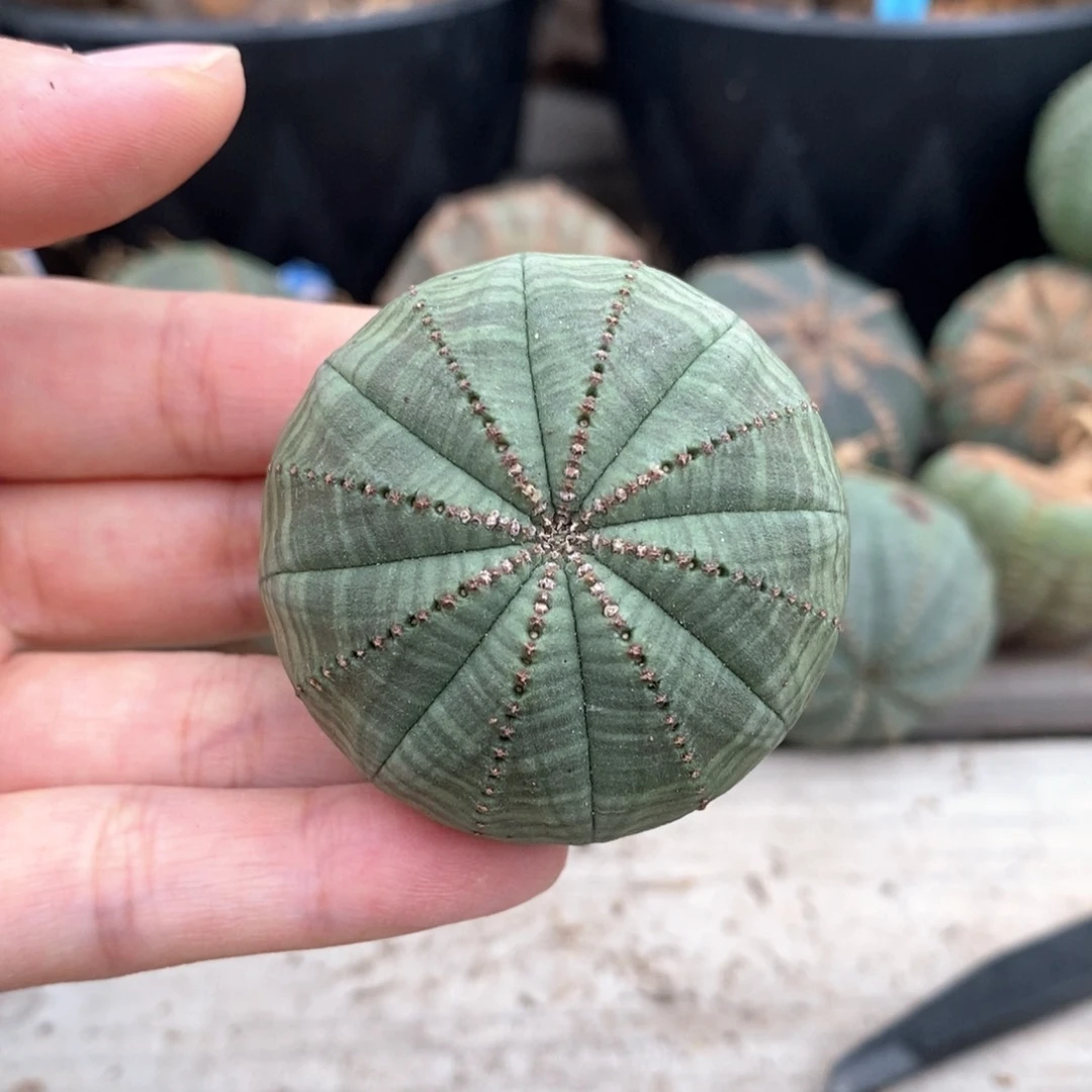 36欧系实生布纹球一物一拍