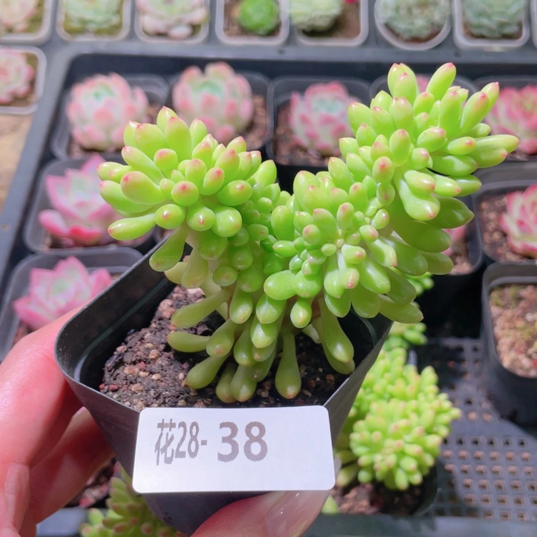 花利美28-38青松缀化
