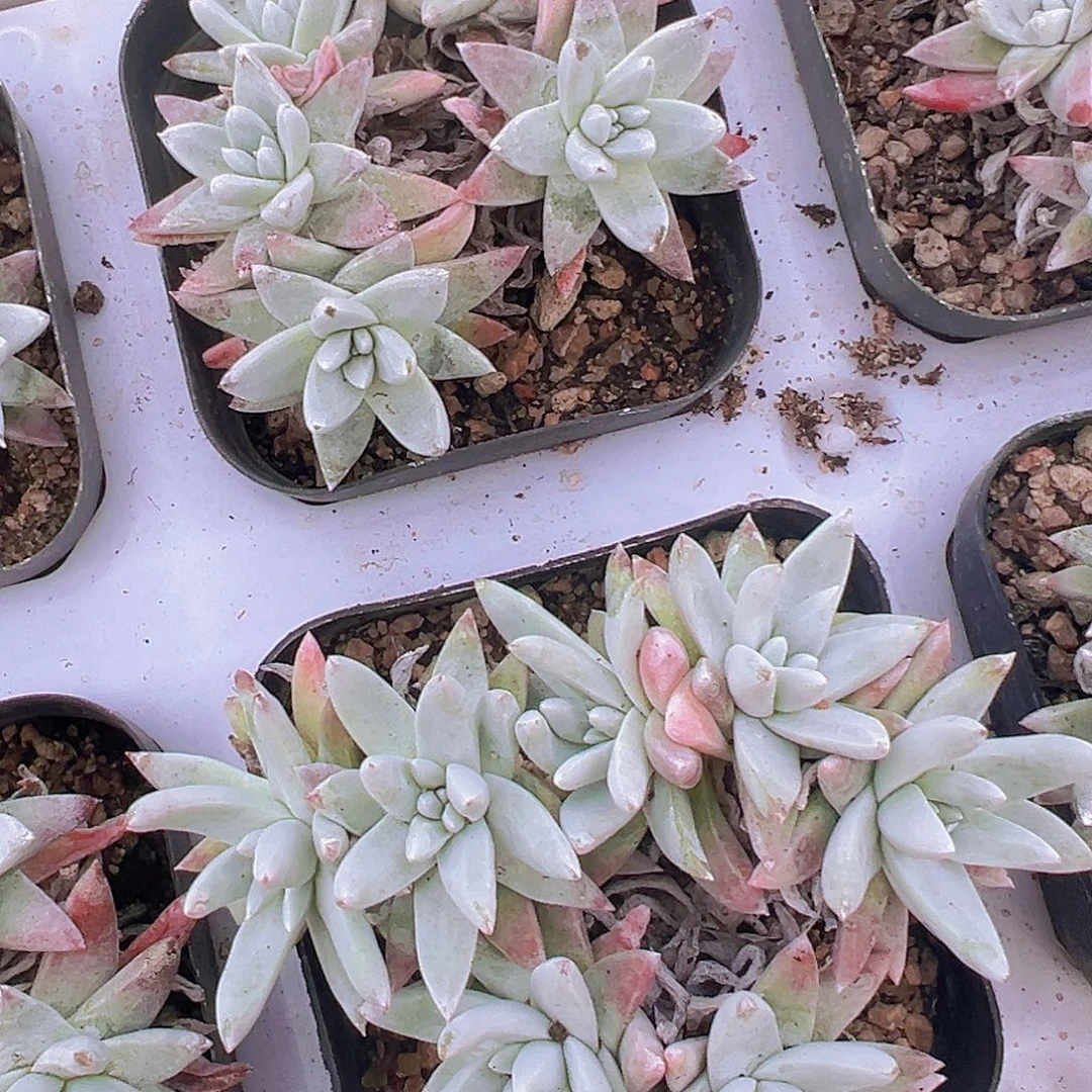 白菊4头起发19包邮多肉