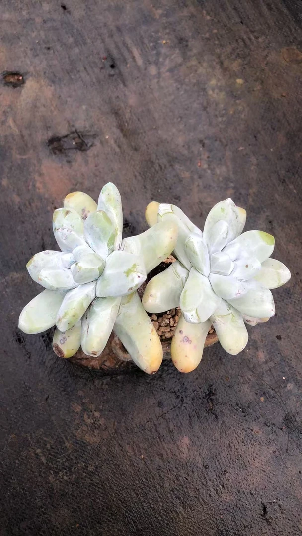 拇指老桩精控 大花朵脸