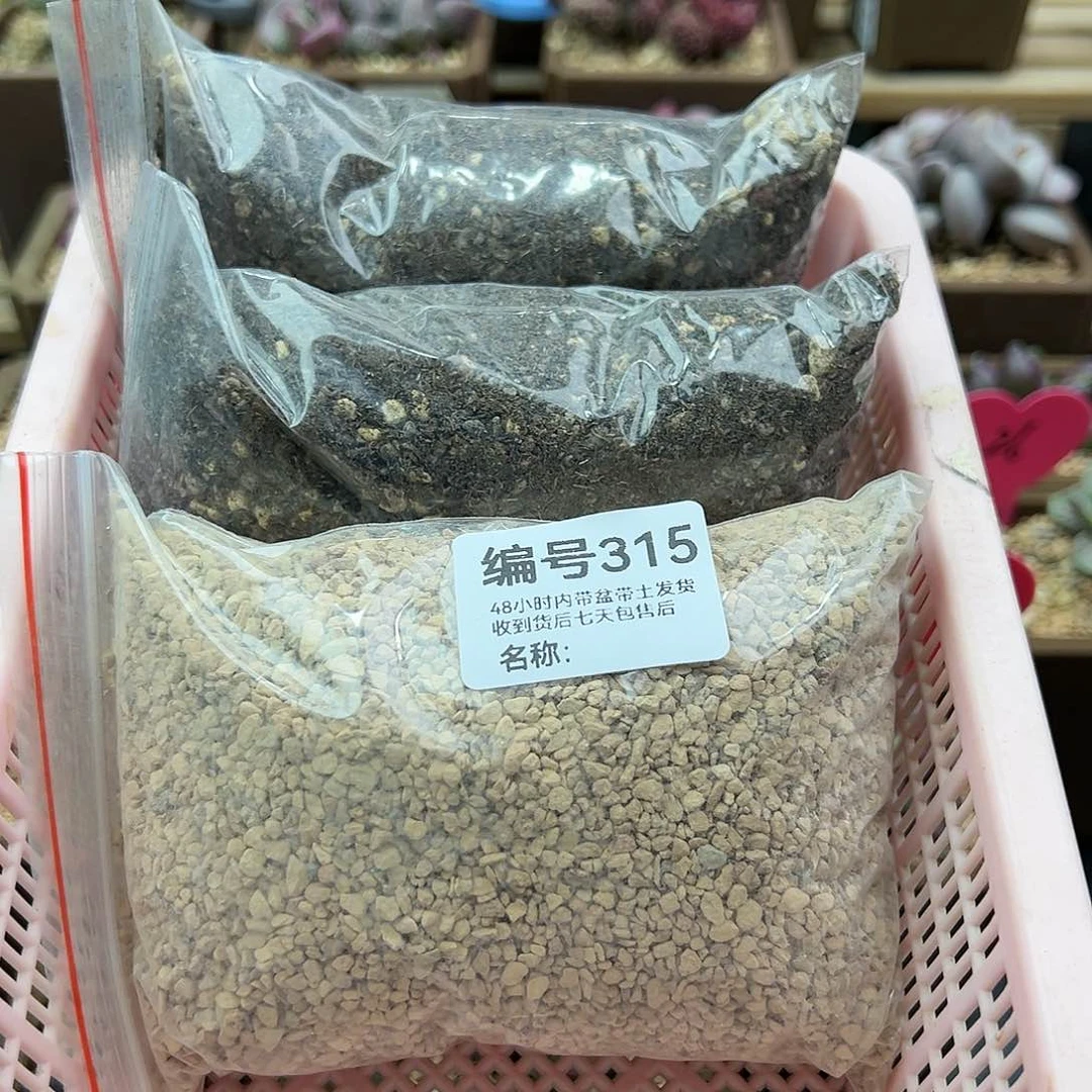 涟*315三包多肉植物