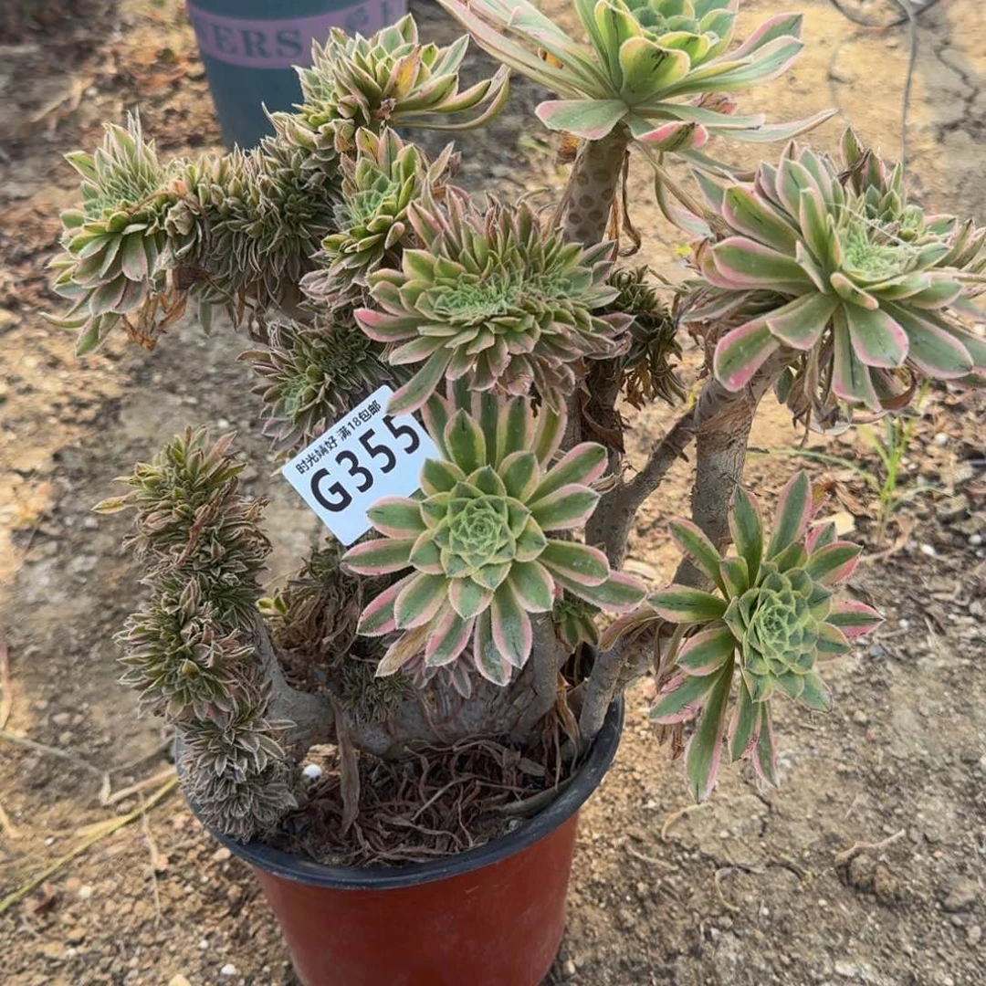 355夕颜缀化。多肉植物