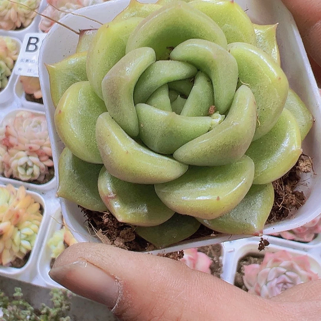 大冰城19包邮多肉