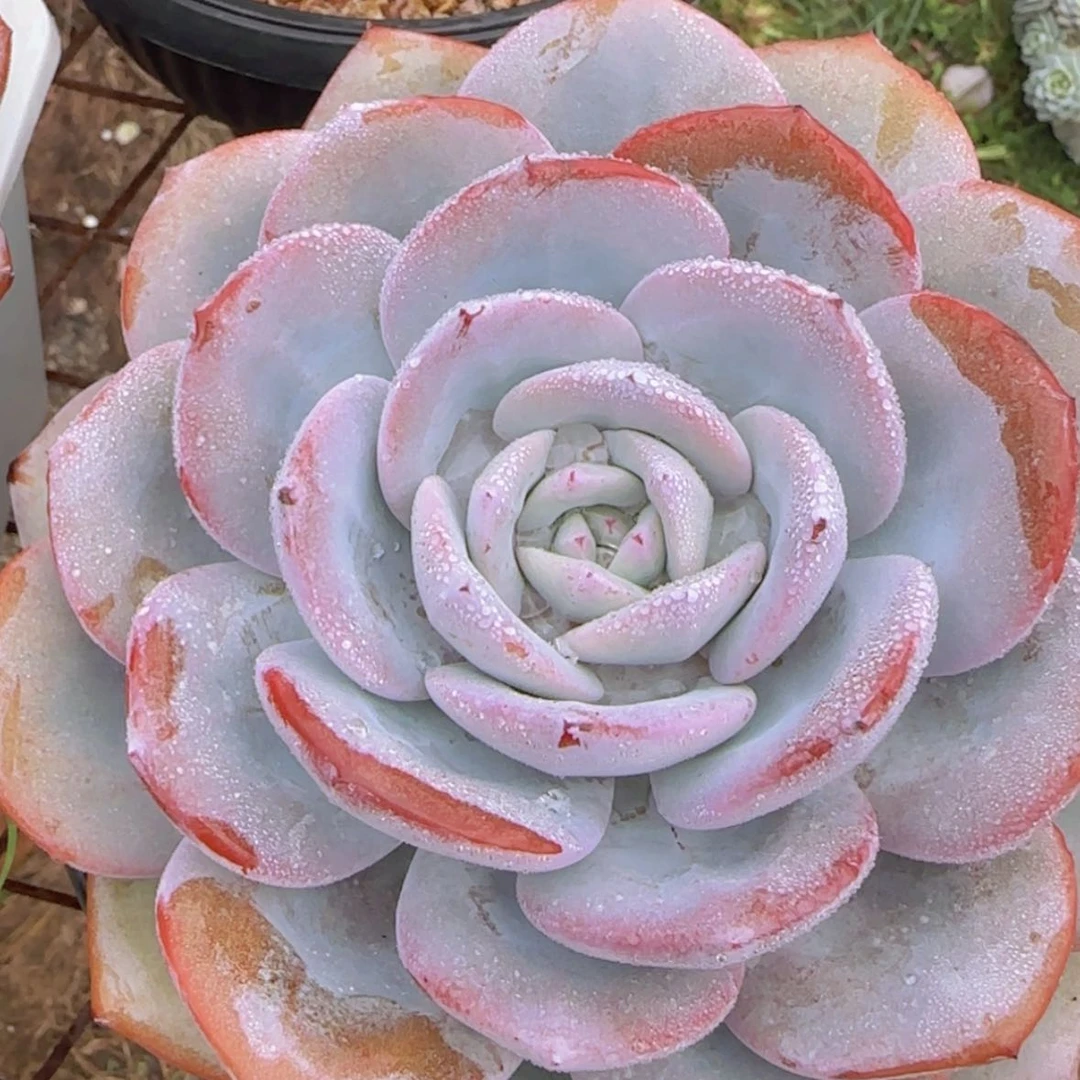 【闪购商品】单头大奶茶19.9