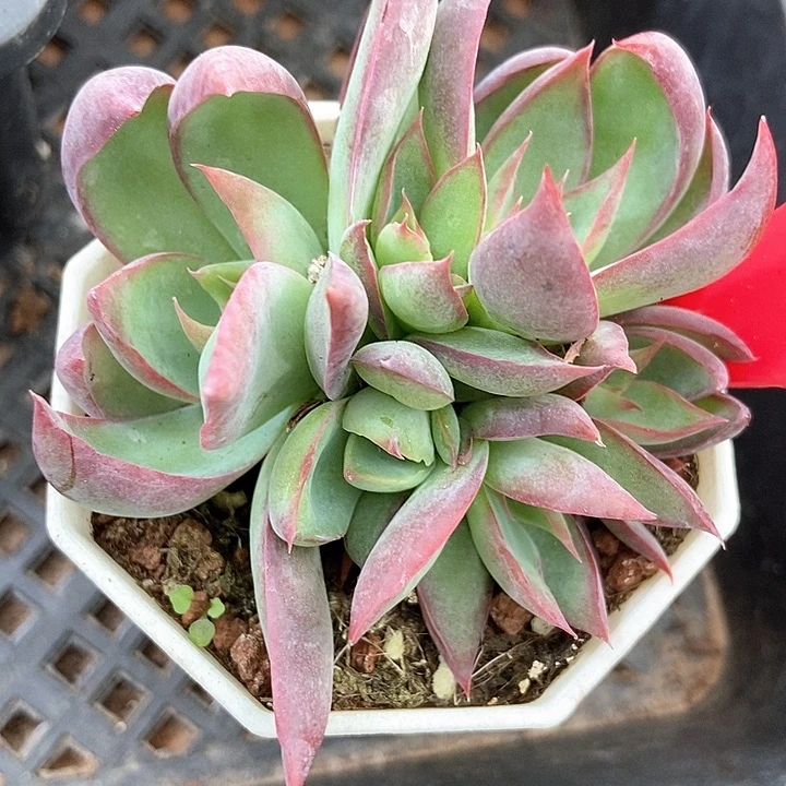多肉植物惊鸿仙子6708