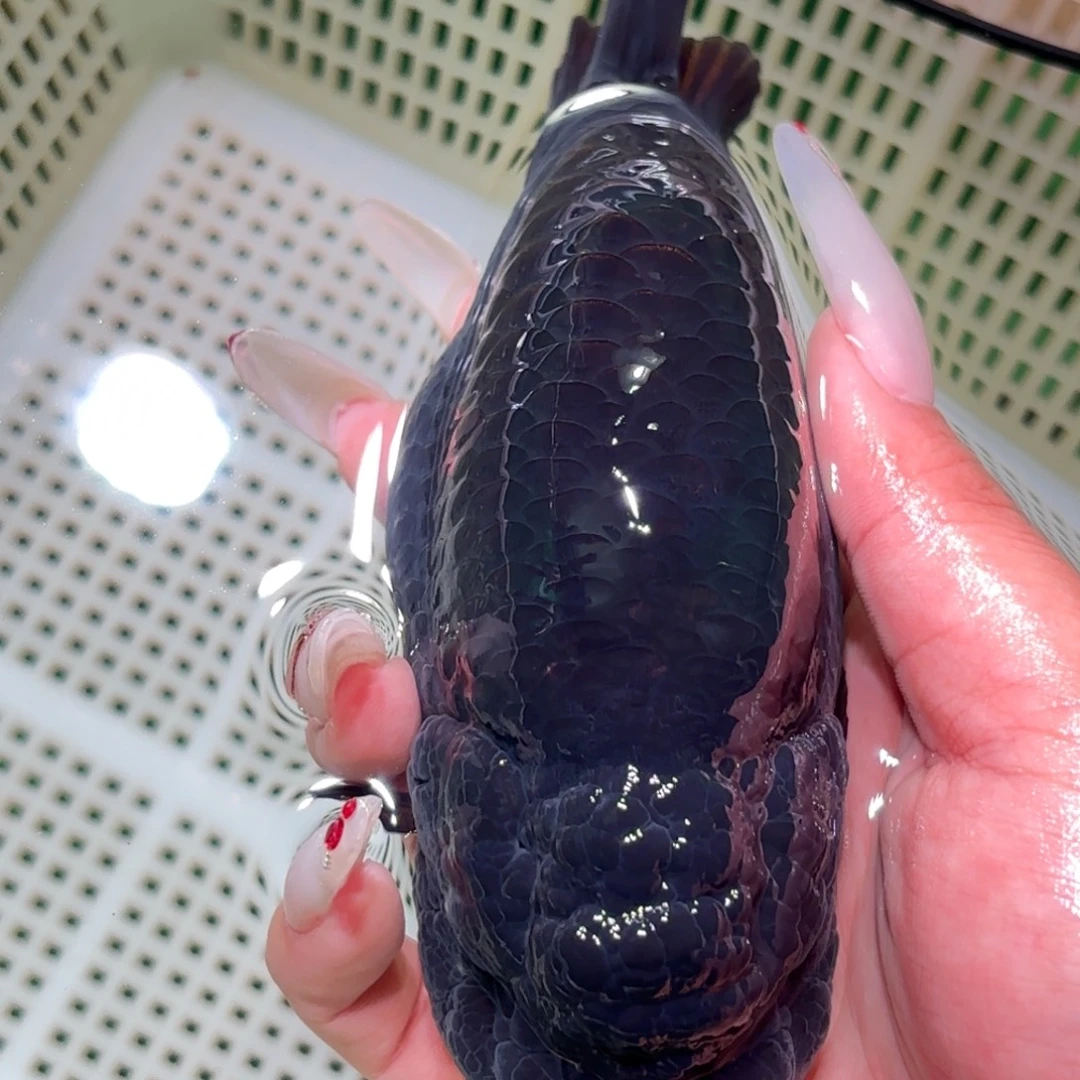 蜜***屯金鱼拍包装包邮，不拍包装运费到付