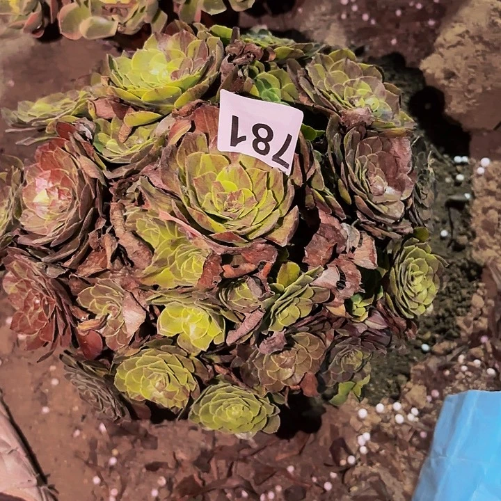 781花月夜多肉植物不售后