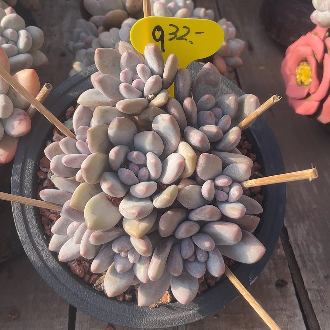 奶酪香水多肉植物932