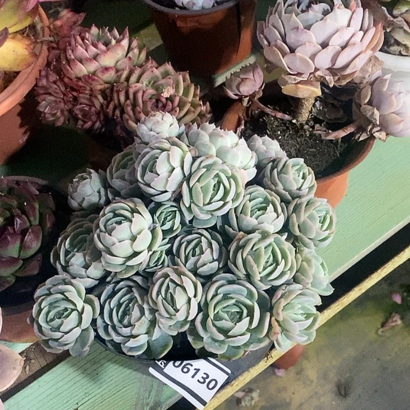 【闪购商品】西娜杂06130