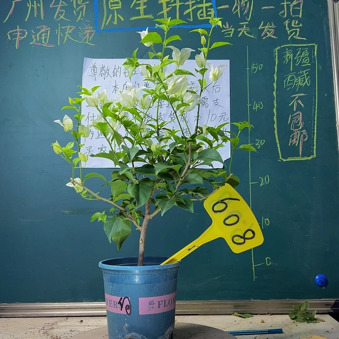 当前无花栽培后可以开花 白雪公主 608