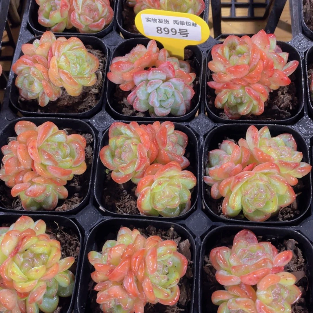 899号 全状态糖心星星珍妮多头群一个