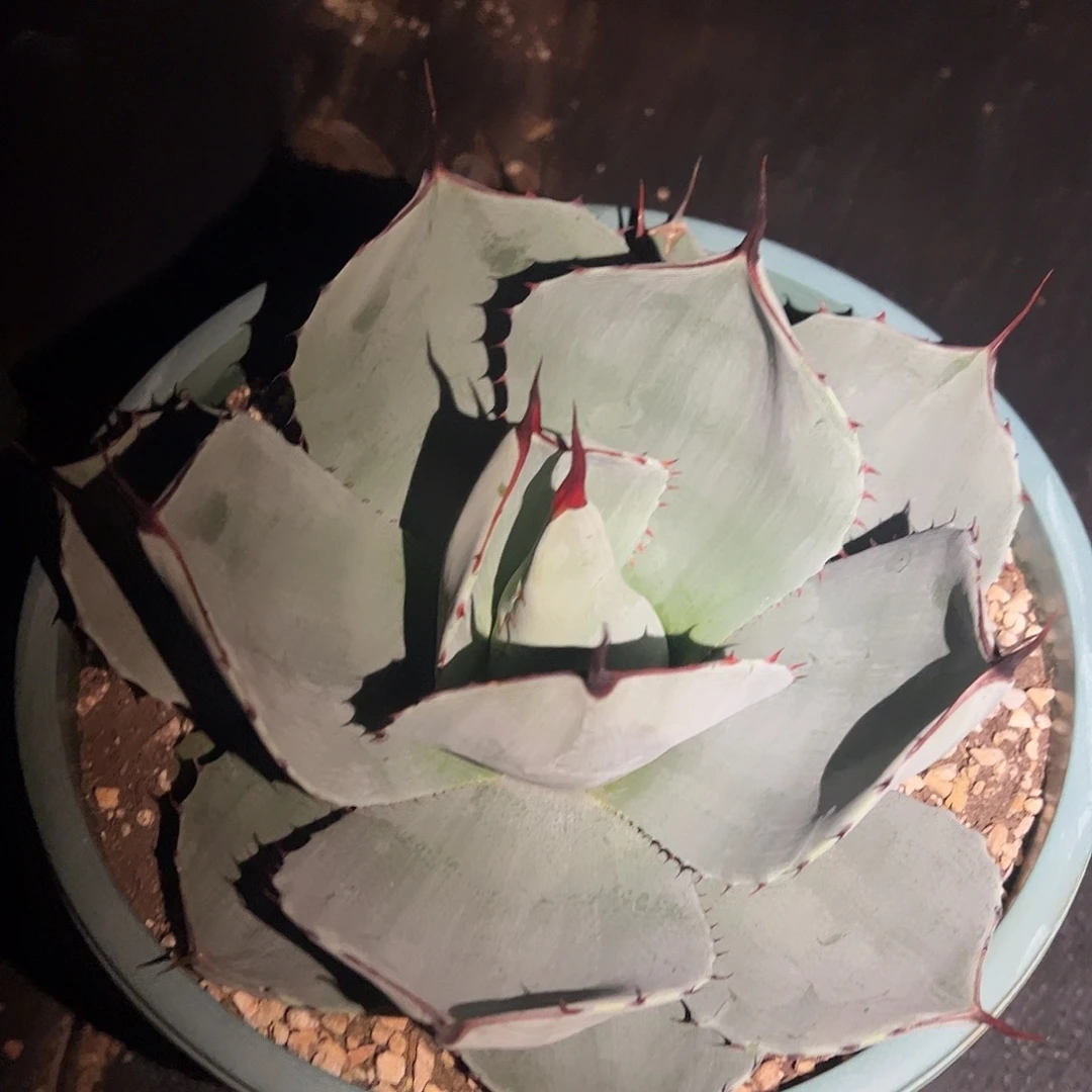 朱***.福克斯龙舌兰植物植物