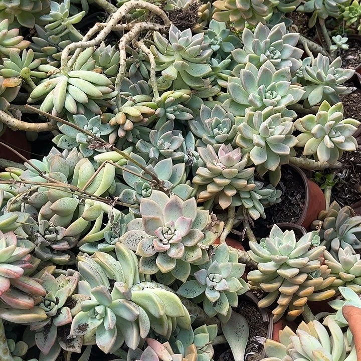 淡雪8颗9.99多肉植物