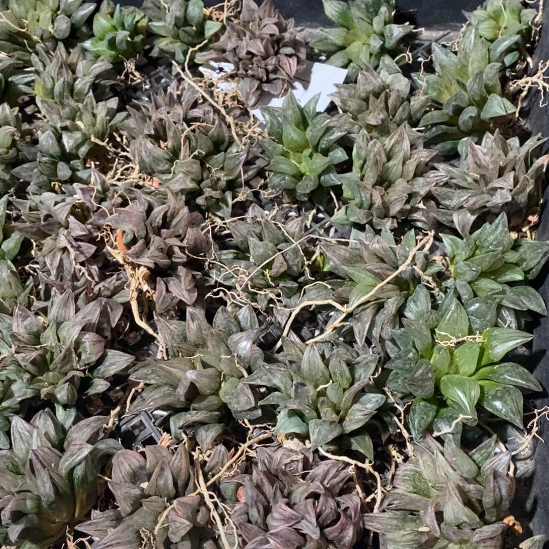 25152 一颗西瓜寿 开盲盒活动 点赞福利。