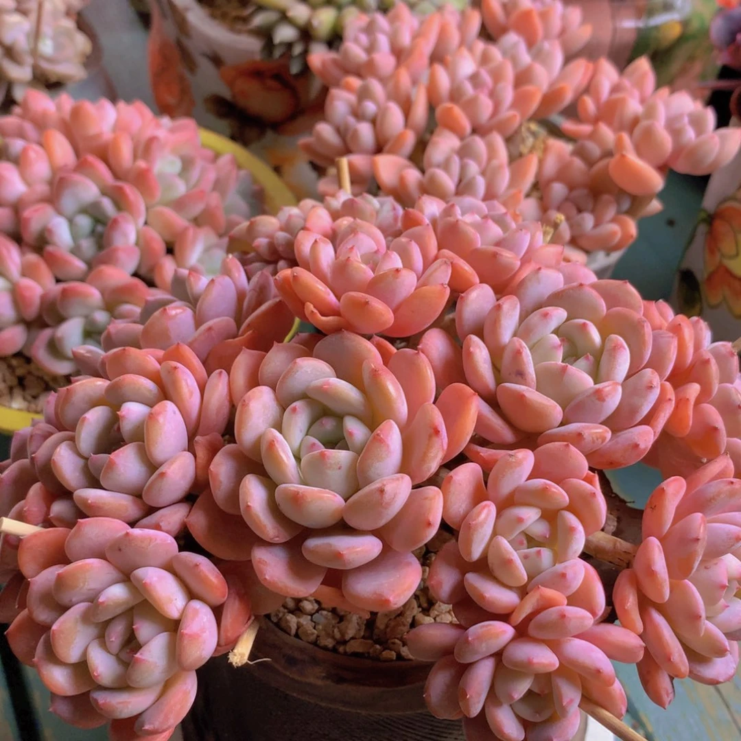 香雪海自然群无砍老桩