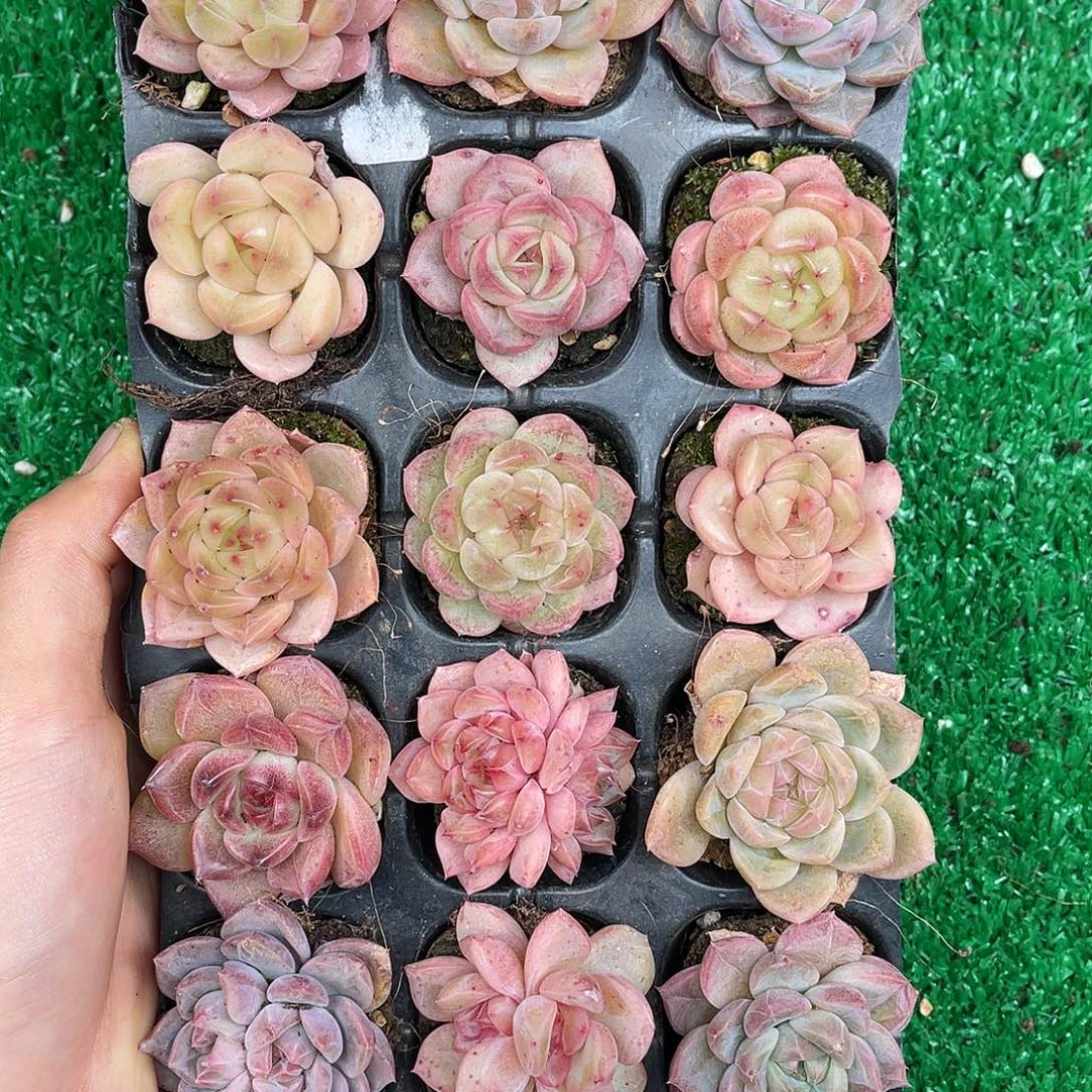 精品多肉一物一拍20-85