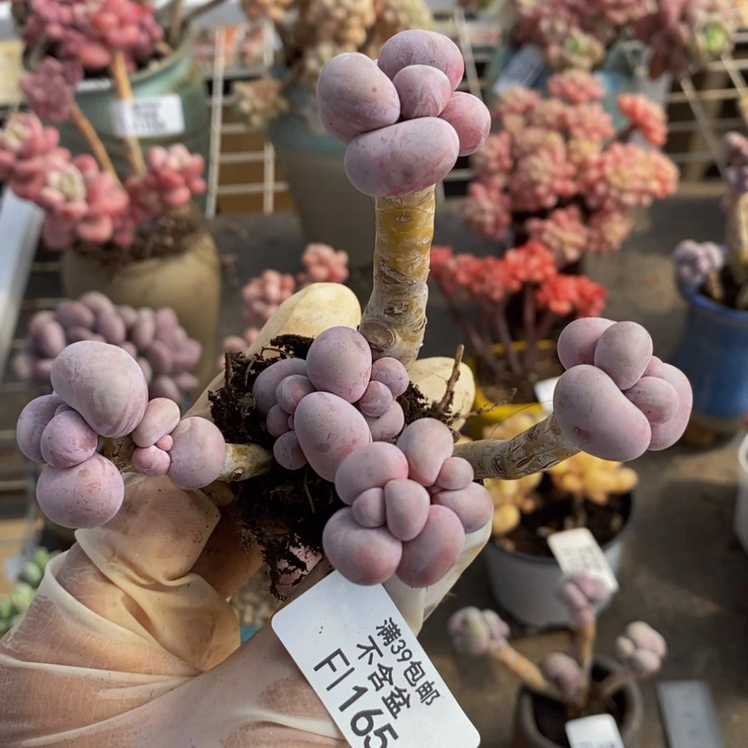 芭比奶酪165/9c m