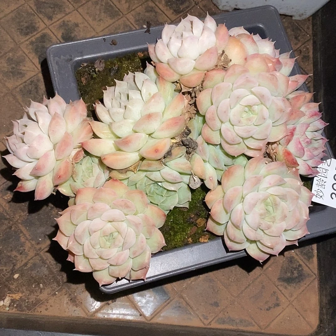 中***23995下播福利～18厘米