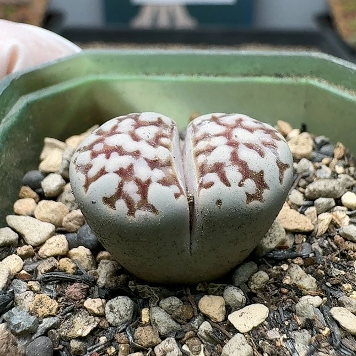 23651清框特价黑巴厘