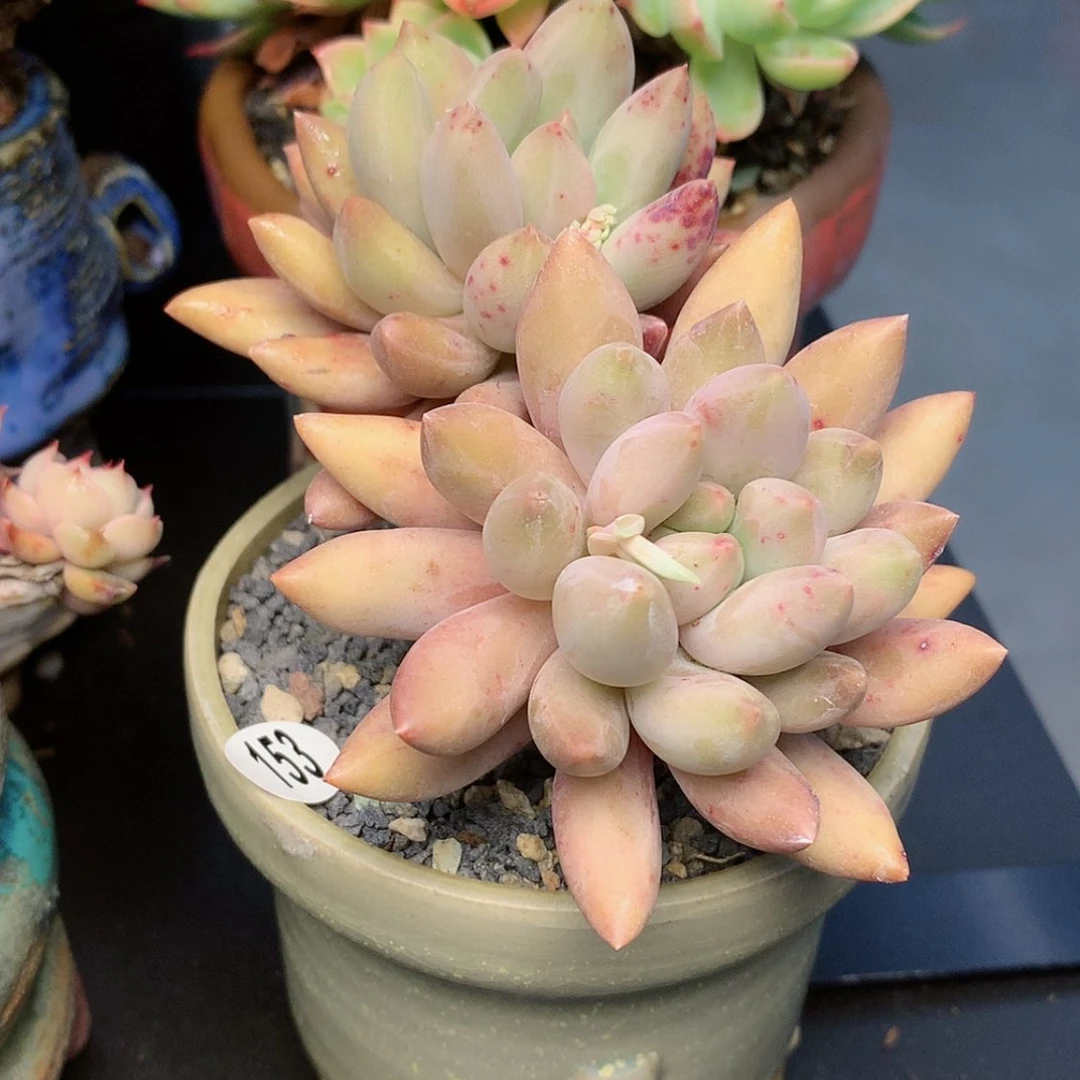 【闪购商品】M****?meiyang带盆