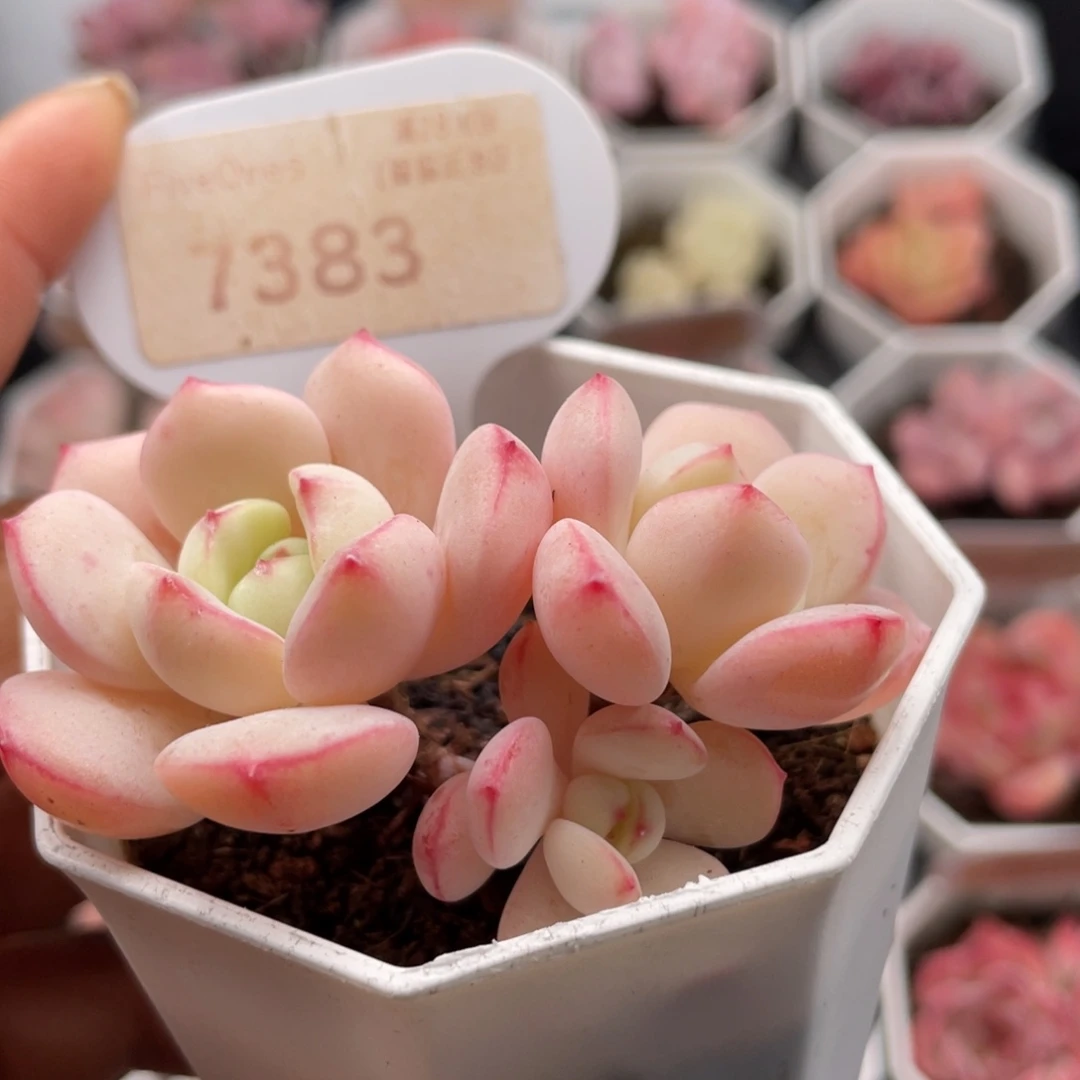 香草7383-6.0厘米