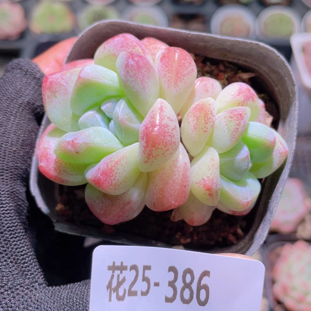 花利美25-386冰玉