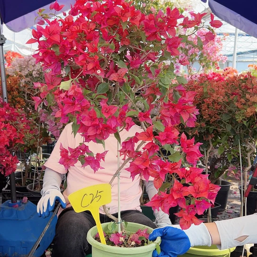 兴***木大部分花苞少量开放C25紫桑巴