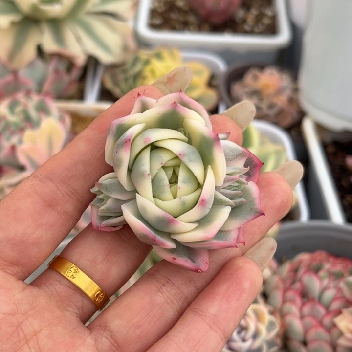 三****面粉水晶一颗价格发货