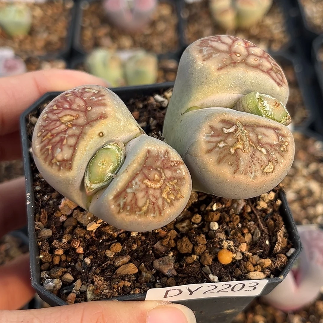 一物一拍菊母本2203