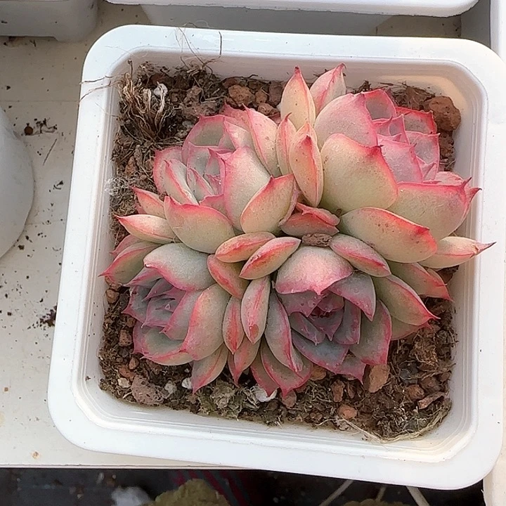 青蛙王子儿童牙膏111