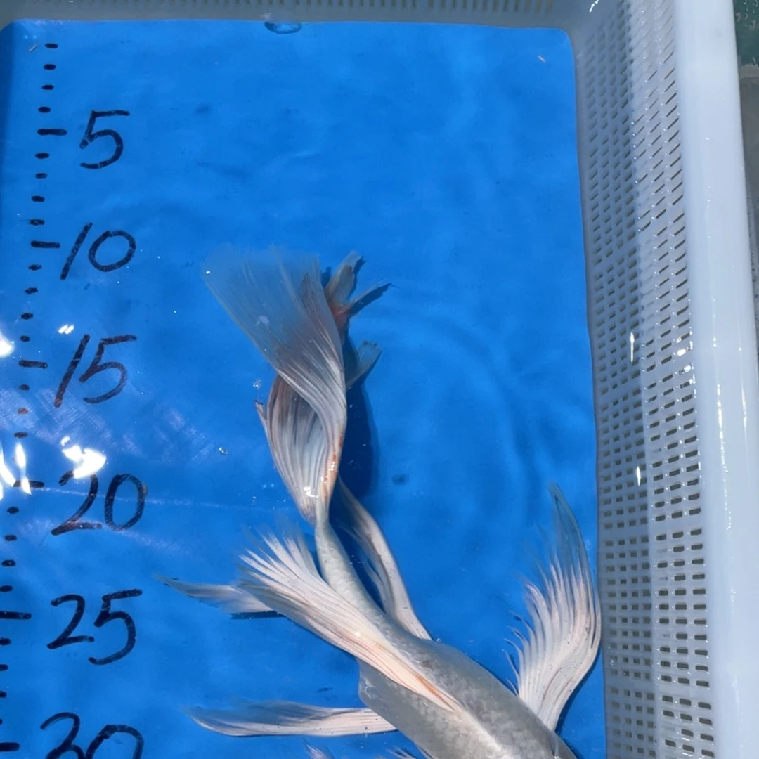 锦鲤蝴蝶锦鲤包邮包邮