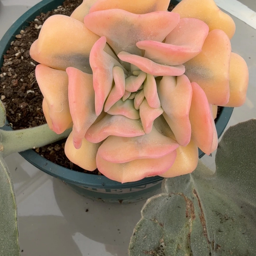 雪精灵 安吉园艺锦