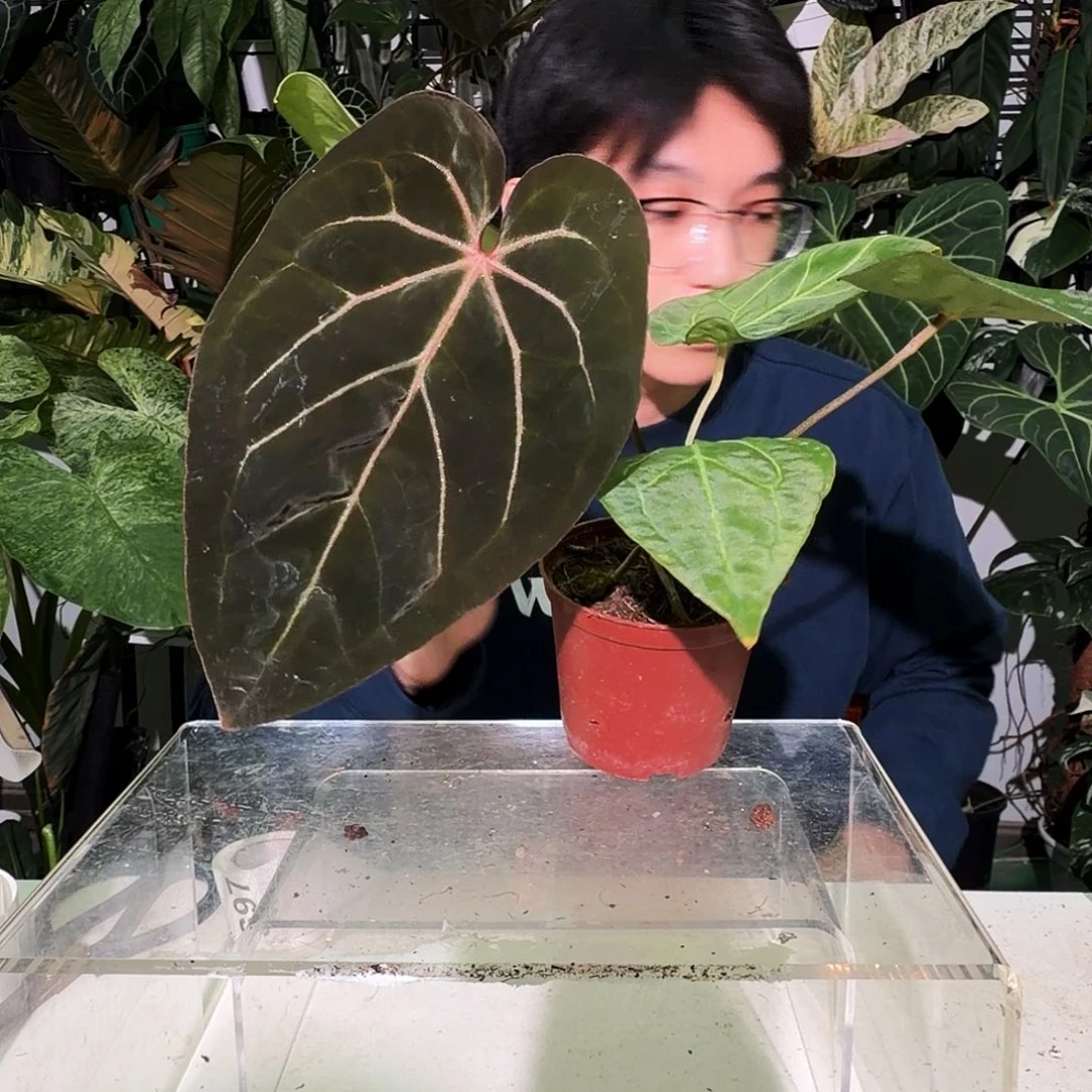 完全开放S96  巧克力杂红