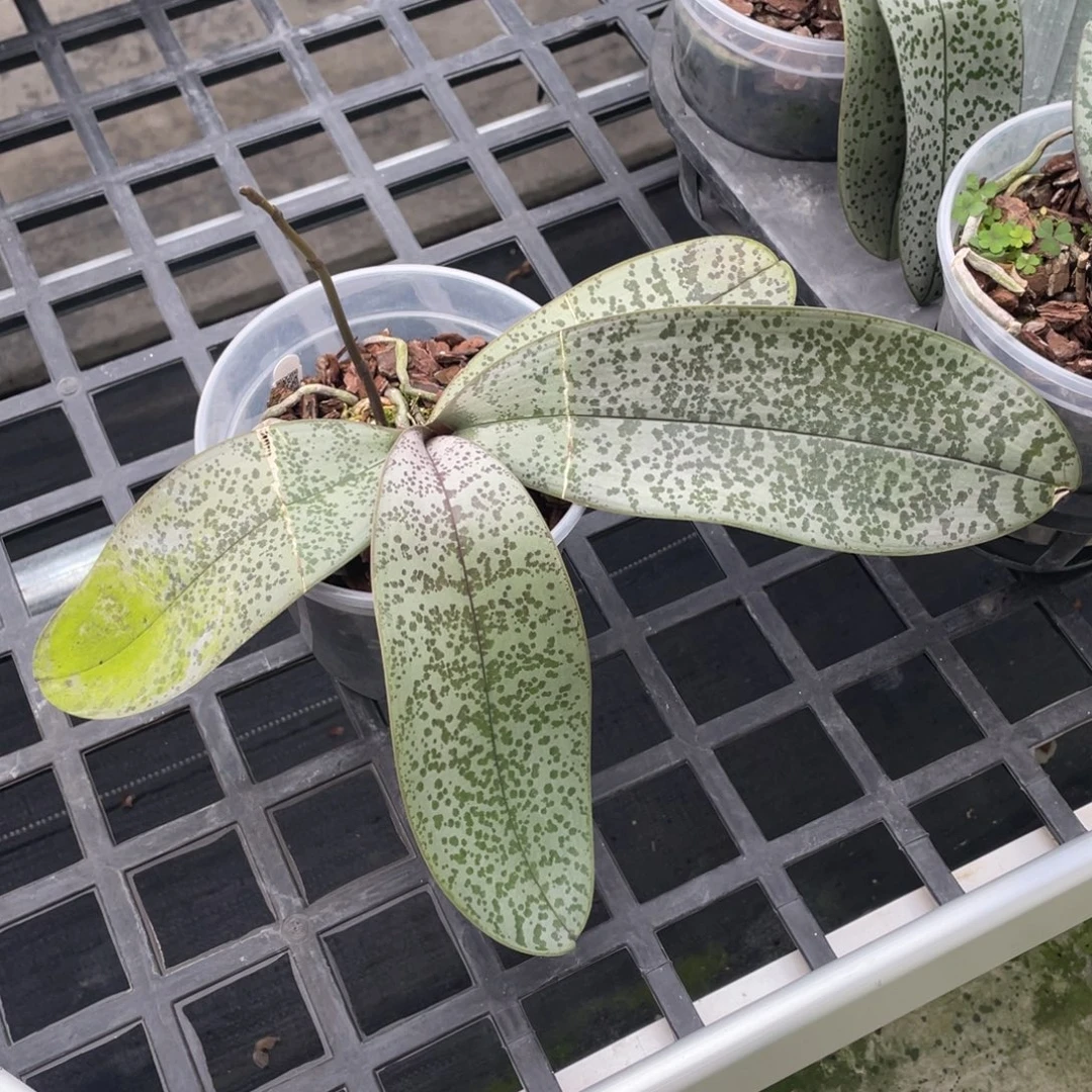 当前无花栽培后可以开花swr23fv（叶瑕少根）特价2.5价